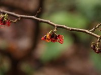 Hamamelis Rubin 2016 01 23 9093